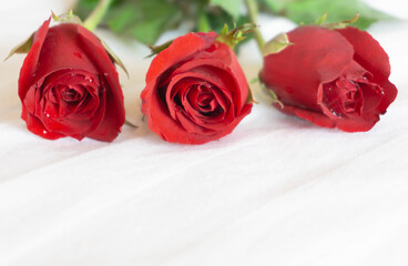 Wall Mural - Closeup red rose on white bed background, love and romantic feeling concept