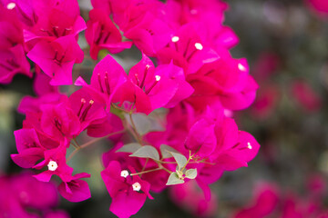 Wall Mural - close up of beautiful fuchsia pink and red Bougainvillea flowers with green background