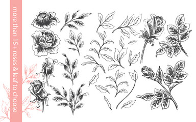 Wall Mural - Rose Flower Hand drawn Illustration Assets