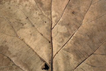 Poster - Brown Teak leaf close up