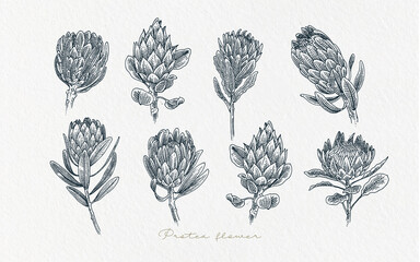 Wall Mural - Hand drawn protea Flower illustration black and white