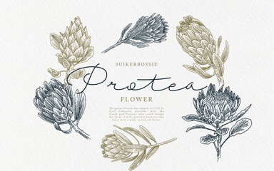 Wall Mural - Hand drawn protea Flower illustration