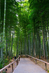  京都　高台寺の竹林