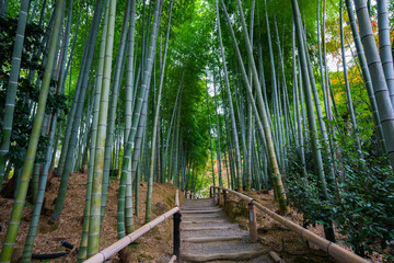  京都　高台寺の竹林