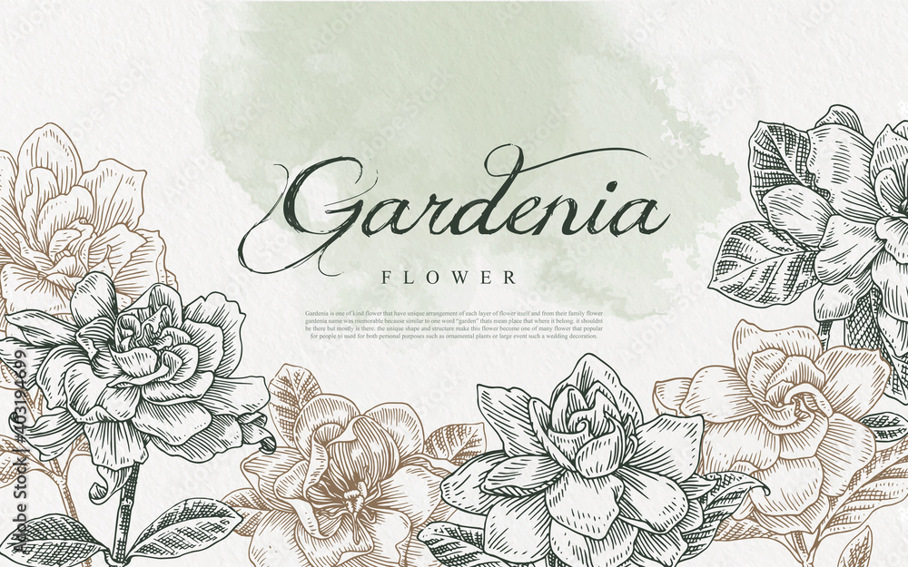 seamless gardenia flower line art illustration hand drawn Stock Vector ...