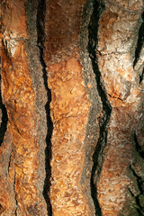 Wall Mural - pinus pinea brown tree bark macro close up texture background commonly known as stone pine, stock ph