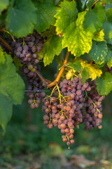 Wall Mural - Detail of sweet organic juicy grapevine in autumn. Close up of fresh grapes in a vineyard, panoramic background, grape harvest concept. Branches of white grapes growing in Moravia.Agricultural scene