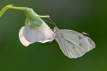 A Small White Butterfly Dries Its Wings Early In The Morning In A Clearing In Dew