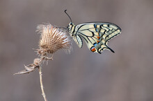 Wonderful Butterfly Papilio Machaon On A Summer Day Basking In The Dry Grass