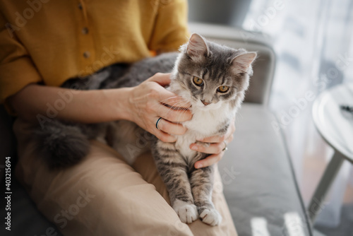 Beautiful gray cat sitting on the lap of the hostess at home on the couch, love and communication with pets © olezzo