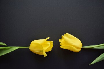 Flower to flower. Two Lovely fresh yellow tulip flower buds stretch towards each other on a black paper background.