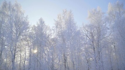 Wall Mural - Walk through the winter forest with snow-covered trees on a beautiful frosty morning. No people