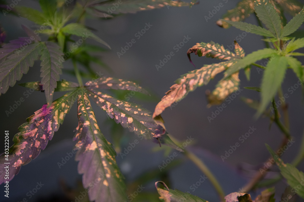 Foto Picture of marijuana leaves in bad condition. Cannabis plant disease -  marijuana. Mold in cannabis plant, deficiency of nutrients in cannabis plant.  White spots on the leaves of the cannabis plant.