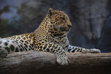 Fototapeta Zwierzęta - Leopard (Panthera pardus) liegt auf Baumstamm