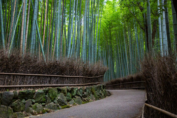  竹林の小径 -京都嵐山を代表する観光地- 京都府京都市右京区