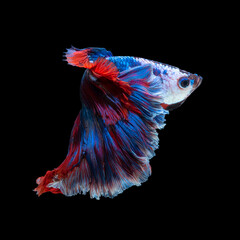 Wall Mural - Close up art movement of Betta fish or Siamese fighting fish isolated on black background