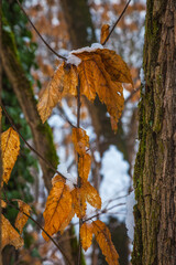 Wall Mural - autumn leaves in the forest