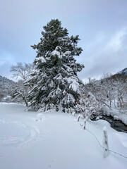 Sticker - Ruisseau enneigé en hiver au Mont Dore, Auvergne