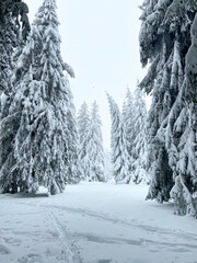 Sticker - Forêt enneigée en hiver au Mont Dore, Auvergne