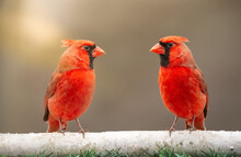 Tow Male Cardinal Looking At Each Other- Photograph Of  Bright Red Male Cardinal Perched On A Branch Sunbeam On Birds Selective Focus On The Cardinal. Space For Text.