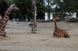 Żyrafy i zebra