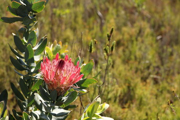 Wall Mural - A pink Protea wild flower found in the Eastern Cape in South Africa. 