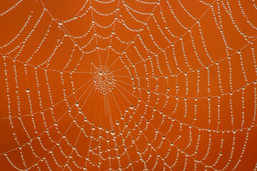 spider web with dew drops