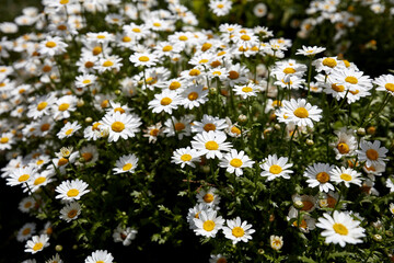 beautiful bush of white daisies