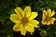 Polny żółty kwiatek