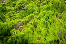 Green Algae On A Rock