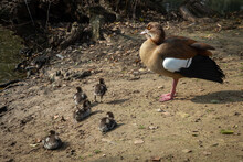 Egyptian Goose With Goslings