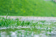 Green Grass In A Puddle During The Rain