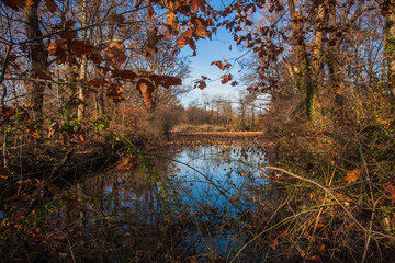 autumn trees reflected in a lake