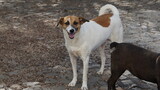Fototapeta Psy - a two-color dog next to another one in Mindelo, on the island Sao Vicente, Cabo Verde