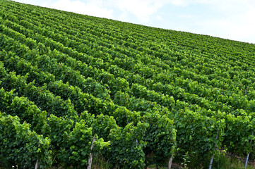 Wall Mural - Side view of a beautiful fresh green vineyard on a hill.