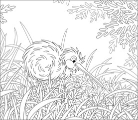 Wall Mural - Amusing flightless New Zealand kiwi bird with shaggy feathers and a long bill walking among tall grass, black and white outline vector cartoon illustration for a coloring book page