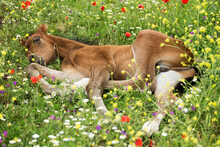 Andalusian Foal Sleeping Among Poppies
