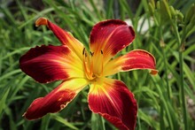 Red Day Lily Flower