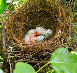 Wall Mural - A little bird's nest on a tree  with eggs