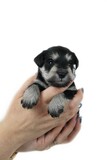 Fototapeta Zwierzęta - puppy schnauzer miniature in hand