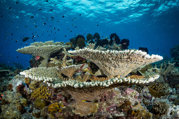 Wall Mural - Hard coral cover coral reef in shallow tropical waters