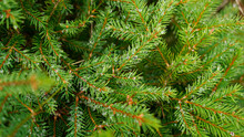 Green Branches Of A Christmas Tree In Dewdrops On Needles. Texture Of Green Young Spruce Branches With Water Drops
