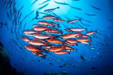 Wall Mural - Schooling pinjalo snapper and baracuda swiming above coral reef