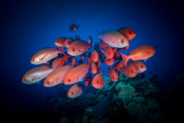 Schooling pinjalo snapper and baracuda swiming above coral reef