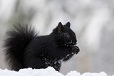 Fototapeta Konie - Black Morphs of the Gray Squirrel in winter