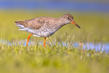 Poster - Common redshank wader bird in wetland