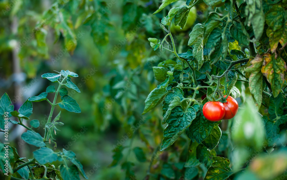 Dwa czerwone pomidory na krzaku w ogrodzie - obrazy, fototapety, plakaty 