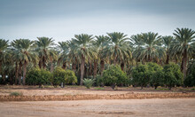 Date Palm Tree Orchard