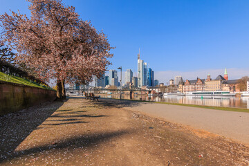 Wall Mural - Bank on the river Main With a view of the skyline of Frankfurt. Park and city view in sunshine. Tree with blossom and bench along the path in spring. Ships at the pier