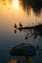 Two Canada Geese (Branta Canadensis) Pose By A Lake At Sunset While Other Water Birds Are In The Water.